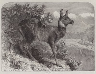 Musk Deer by Johann Baptist Zwecker
